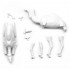 1/35 Camel Set (2pcs)