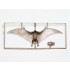 1/35 Pteranodon Dinosaur/Pterosaur