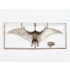 1/35 Pteranodon Dinosaur/Pterosaur