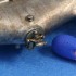 1/48 German WNW Mercedes DI Inline Engine with Diorama/Exposition Accessories