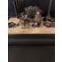 1/35 WWI Italian Battalion Cart & Trench Accessories