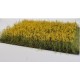Rapeseed Field / Yellow Field of Flowers (A7, High up to 36mm)