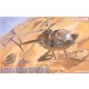1/35 McDonnell Douglas MD 500 Defender Helicopter