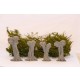 1/48 Pollard Willows Set (European style, 28-38mm)