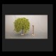 1/48 Tree Set (37-120mm, 2pcs)