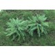 Nam Palm Fern Bush set (Plastic) for 1/35, 1/48 scales (24mm - 120mm)