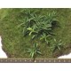 Nam Bush set VIII (Plastic) for 1/35, 1/48 scales (24mm - 120mm)