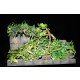 1/35, 1/48 Jungle Plants Set