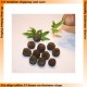 Plant Parts 2 (Basic) for all scales (Can be used with JOE-200 Series)