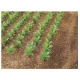1/32, 1/35 Sugar Plants (Loose, app.20mm visible height, 25x)