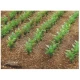 Field Earth (app.100g content, very productive)