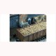 1/45 1/50 Sugar Beets (100g)