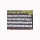 1/87 (HO scale) Green Cabbage Plants (220pcs)