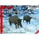 1/24 Wild Boars (male & female)