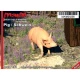 1/24 Pig