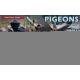 1/35 Pigeons (36pcs)