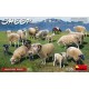 1/35 Sheep (15pcs)