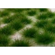Two Coloured Tufts - Early Summer 