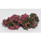 Fine Bushes Flowering Shrubs - Pink