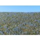 Agro Line Blooming Flax Field (18x28 cm)