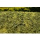[Premium Line] Grass Mat - Low Bushes, Late Summer (Size: 18x28cm / 7"x11")