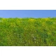 Minipack Blooming Meadow Spring