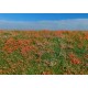 Grass Mats Premium Blooming Meadow - Poppies (18x28cm)