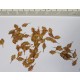 1/32, 1/35 Northern Red Oak Leaves - Dry (Leaser Cut)