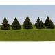 Spruce 15mm (10pcs)