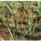 1/32 1/35 Low Vegetation - Grass Tufts Green