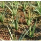 1/32 1/35 Low Vegetation - Grass Tufts Green