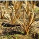 1/32 1/35 Low Vegetation - Grass Tufts Dry