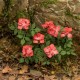 1/32 1/35 Low Vegetation - Roses