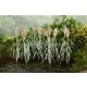 1/48 Reeds