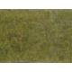 Groundcover Foliage Green/Brown (12 x 18 cm)