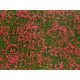 Groundcover Foliage Meadow Red (12 x 18 cm)