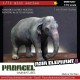 1/72 Asian Elephant Ver. B (resin female elephant)