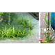 Weed,Ivy for All scale - Paper Plant kit