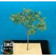 1/35 Brush - Paper Plant kit