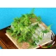 Filicales for All scale - Paper Plant kit