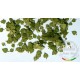 1/35 Green Leaves - Linden