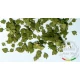 1/35 Green Leaves - Linden