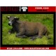 1/35 (54mm) Lying Bull