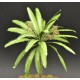 1/35, 1/48 Large Palm Tree (Height: 25cm)