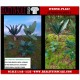 1/48 - 1/35 Jungle Plants Vol.2 (4 different plants)