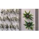 1/35 - 1/16 Plastic Plants - Jungle Plant Set #2 (10pcs, 2 types)